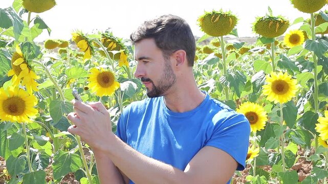 Video of a young gorgeous natural man using his phone from a sunflowers field