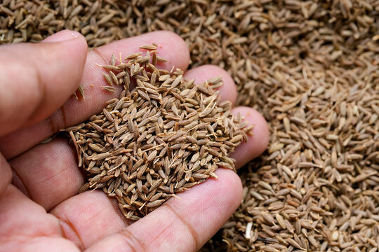 Cumin Seeds (Jeera) Closeup Photo
