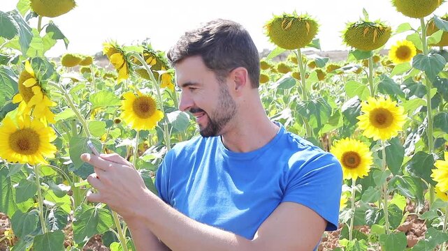 Bearded Farmer in Shirt Sitting in Sunflower Field using Smartphone and Looking at Screen