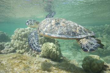 Green sea turtle underwater near the Hawaiian Islands © willtu