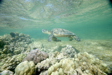 Green sea turtle underwater near the Hawaiian Islands © willtu