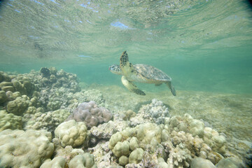Green sea turtle underwater near the Hawaiian Islands © willtu