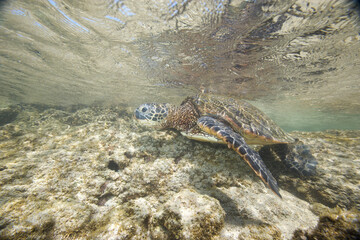 Green sea turtle underwater near the Hawaiian Islands © willtu