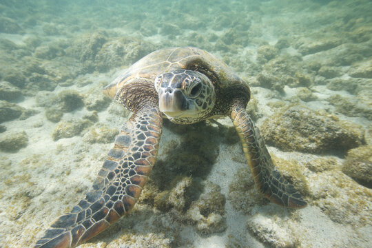 Green sea turtle underwater near the Hawaiian Islands