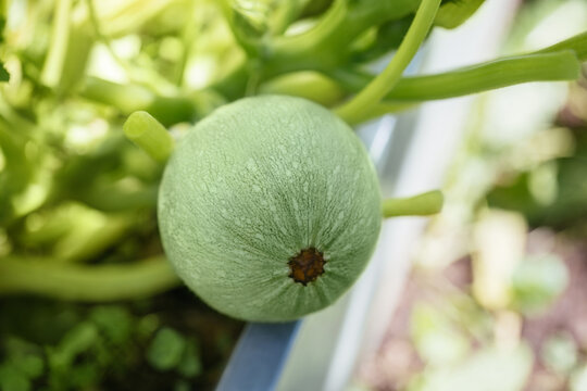 Green round squash closeup. Squash in the vegetable patch. Organic vegetables.