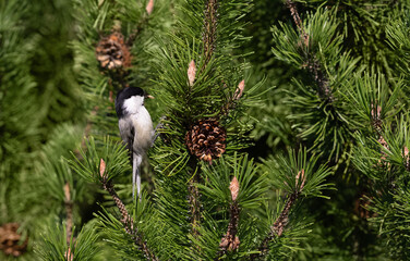 Willow tit eating pine cone seeds. Poecile montanus small bird on a pine tree branch. © miss.lemon