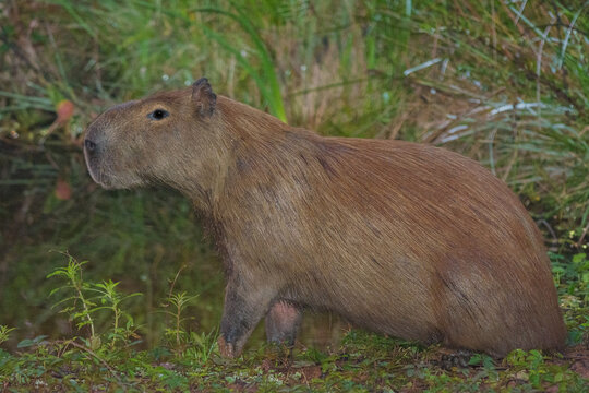 Capybara (Hydrochoerus hydrochaeris) sitting on the ground