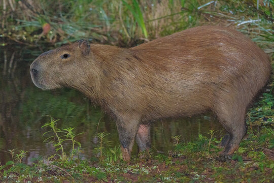 Capybara (Hydrochoerus hydrochaeris) in the lake background