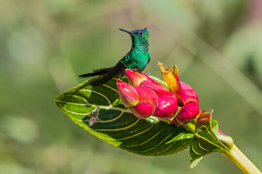 Violet-capped Woodnymph (Thalurania glaucopis) perched on a flower