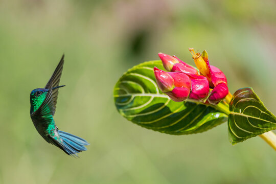 Violet-capped Woodnymph (Thalurania glaucopis) flying on a flower