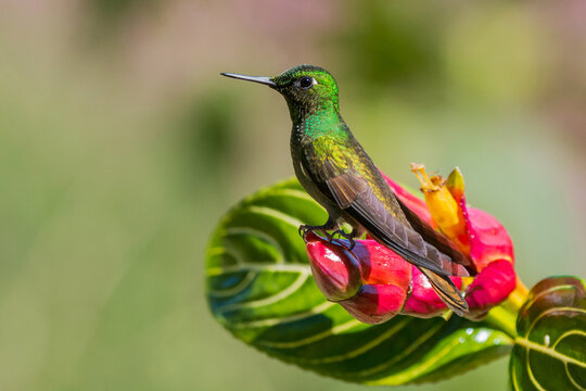 Brazilian Ruby (Heliodoxa rubricauda) perched on a flower
