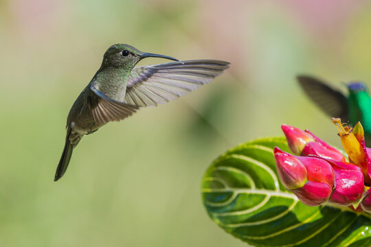 Sombre Hummingbird (Aphantochroa cirrochloris) flying