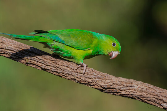 Plain Parakeet (Brotogeris tirica) perched on a branch