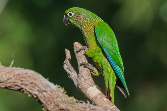 Maroon-bellied Parakeet (Pyrrhura frontalis) perched