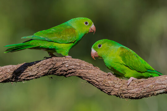 Pair of Plain Parakeet (Brotogeris tirica)