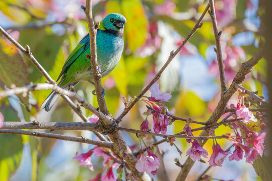 Green-headed Tanager (Tangara seledon) perched in the cherry tree