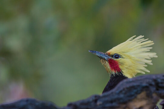 Blond-crested Woodpecker (Celeus flavescens) portrait