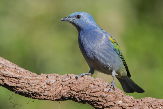 Golden-chevroned Tanager (Thraupis ornata) on the branch