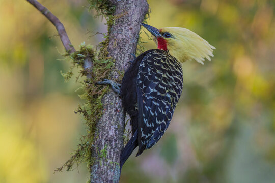 Blond-crested Woodpecker (Celeus flavescens) perched on the branch