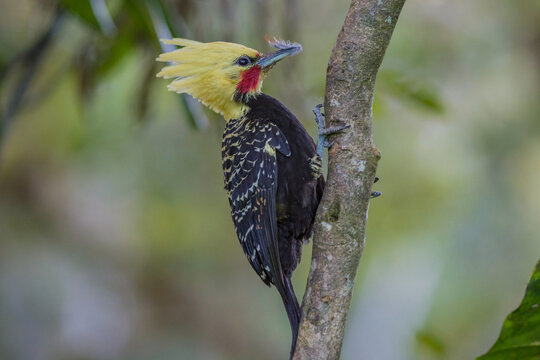 Blond-crested Woodpecker (Celeus flavescens) perched on Atlantic Forest background
