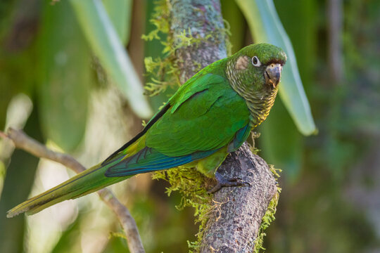 Maroon-bellied Parakeet (Pyrrhura frontalis) perched on a branch