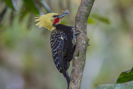 Blond-crested Woodpecker (Celeus flavescens) perched on Rainforest background