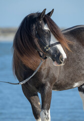 portrait of beautiful adult female Gypsy Vanner Horse filly standing near blue water with wind blown mane and forelock © Mark J. Barrett