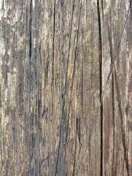 Weathered wood texture background with deep cracks. Rough old wooden board surface