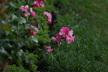 Clusters of delicate pink roses blooming after rainfall, water droplets resting on petals and leaves in soft daylight © Olga