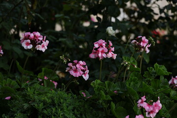Pink geranium blooming in a lush garden after rainfall, vibrant petals and glossy leaves in soft natural light © Olga