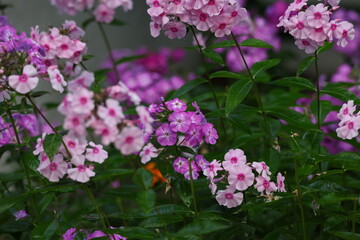 Abundant phlox blooming after rainfall, delicate petals sparkling with water droplets among green foliage © Olga