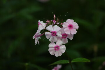 clusters of phlox flowers after rain, vivid petals and fresh green foliage creating a colorful garden scene © Olga