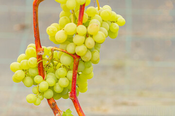 Bunch of green grapes hanging from a vine with red stems, showcasing fresh fruit in a vineyard setting with blurred background elements © Emvats