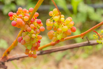 Bunches of ripe grapes in varying shades of green and pink hanging from a vine in a vineyard, surrounded by lush green foliage and blurred background © Emvats
