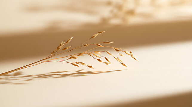 Minimalist aesthetic image of wild oat grass (Avena fatua) casting gentle shadows on a neutral beige background for design purposes