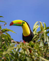 Keel-billed toucan © Nick Hobgood