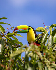 Keel-billed toucan © Nick Hobgood