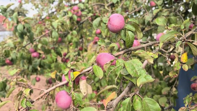 Groups of people gather in an orchard to pick ripe apples from trees. The sky is slightly cloudy, and there is a sense of excitement in the air as they fill their baskets.