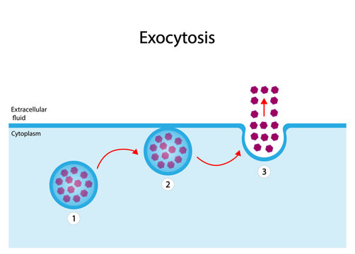 Exocytosis, cell transport, molecules are removed out of the cell. Vesicles are transported to the cellular membrane, fuses with membrane then secreted out of the cell. Vector illustration.