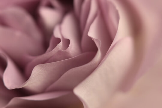 Close-up selective soft focus cream beige pink Rose Fower bud Petal. Macro Natural abstract blur abstract smoke background.
