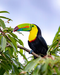 Keel-billed Toucan © Nick Hobgood