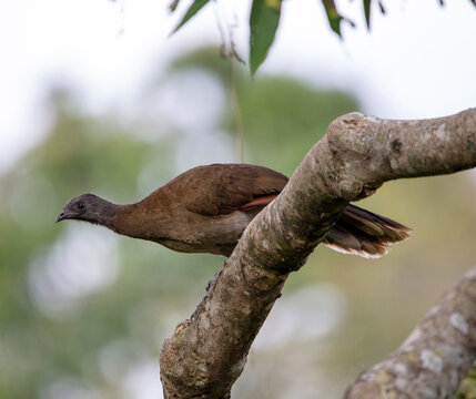 Chachalaca