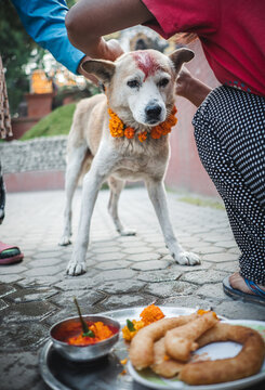 Dog receives tika and marigold garland during Kukur Tihar festival in Kathmandu Nepal