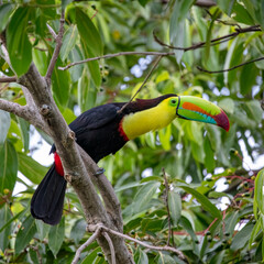 Keel-billed Toucan © Nick Hobgood