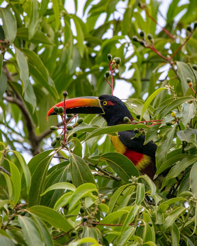 Fiery-billed Aracari