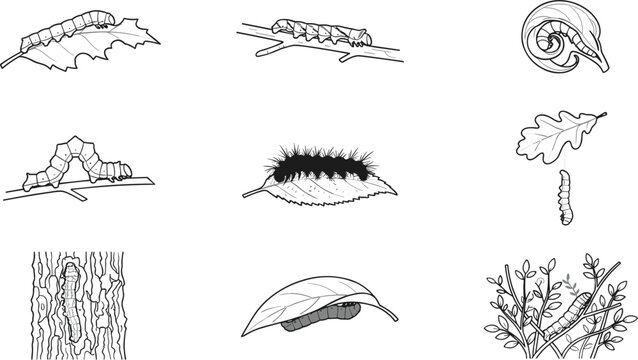 Caterpillar Insect Behavioral Stages Vector Icon Collection Featuring Inchworm Crawling Larva Spiky Caterpillar Cocoon and Camouflaged Tree Bark Drawings for Biology