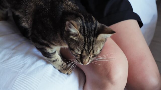 Close-up of a tabby cat lying on a person's lap while being gently petted. High quality 4k footage