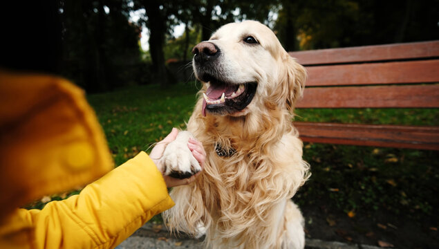 Girl Asking Adorable Golden Retriever Dog To Give A Paw While Playing In Autumn Park