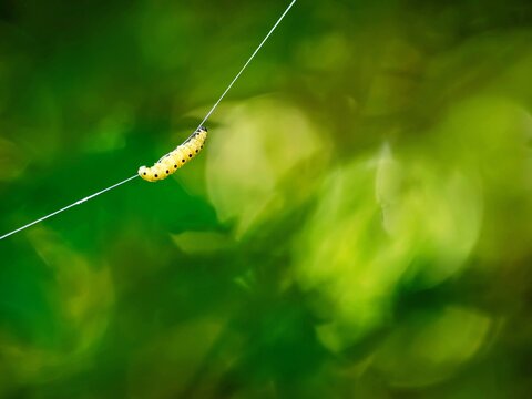 Caterpillar of a webbing moth on a rope
