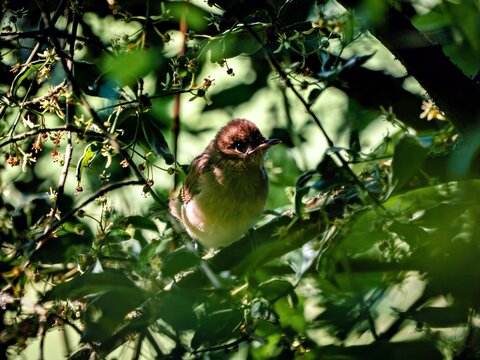 Female or young bird of the blackcap